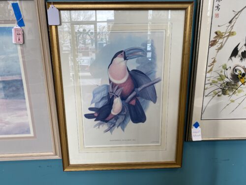 "Family of Toucans" From Gould & Richter