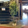 Faux Tree in Earthy Woven Basket