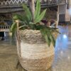 Faux Tree in Earthy Woven Basket