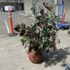 Fake Plant in Red Ceramic Pot