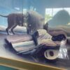 "The Sleeping Gypsy" By Henri Rousseau Art Print