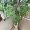 80" Faux Indoor Tree w/ Ceramic Pot