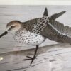 Jim Erchmann Signed Print w/ Wooden Frame