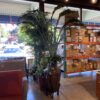 Large Faux Bird of Paradise Plant