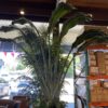 Large Faux Bird of Paradise Plant