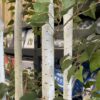 Tall and Thin Faux Birch Décor Plant