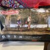 COLEMAN Sundome 6-Person Camping Tent
