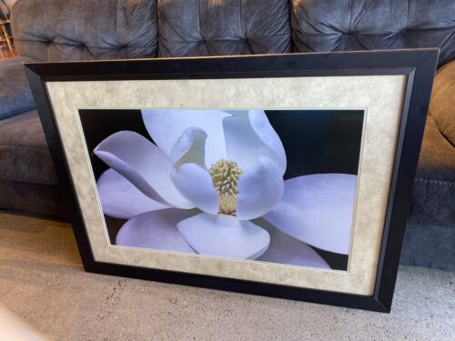 Large White Magnolia Flower Print with Black Frame