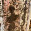 PIERRE MARIE BRISSON 'Apparance' In Shadow Box Frame
