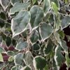 Artificial Weeping Fig Tree w/ Gold Painted Wicker Pot
