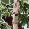 Artificial Weeping Fig Tree w/ Gold Painted Wicker Pot