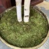 Artificial Weeping Fig Tree w/ Gold Painted Wicker Pot