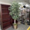 Artificial Weeping Fig Tree w/ Gold Painted Wicker Pot