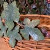 Gather Basket w/ Metal Ivy Handle