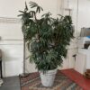 Large Faux Lady Palm Plant w/ Ceramic Pot