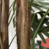 Large Faux Lady Palm Plant w/ Ceramic Pot