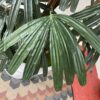 Large Faux Lady Palm Plant w/ Ceramic Pot