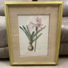 "Amaryllis Belladonna" Signed Print by Redoute Pina