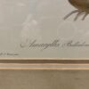"Amaryllis Belladonna" Signed Print by Redoute Pina