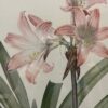 "Amaryllis Belladonna" Signed Print by Redoute Pina