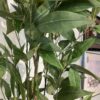 Faux Plant in Petite Basket