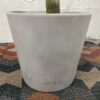 Faux Olive Tree Plant w/ Ceramic Pot