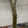 Faux Olive Tree Plant w/ Ceramic Pot