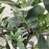 Faux Olive Tree Plant w/ Ceramic Pot