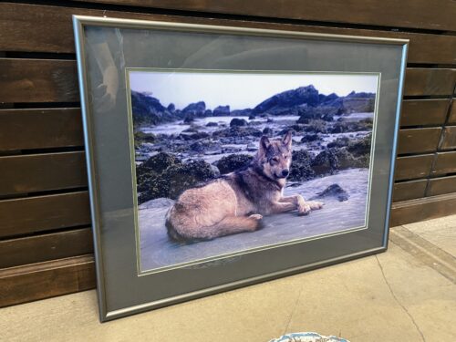"Wolf at Seashore" Framed Signed Photograph by Jacqueline Windh