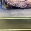 "Wolf at Seashore" Framed Signed Photograph by Jacqueline Windh