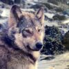 "Wolf at Seashore" Framed Signed Photograph by Jacqueline Windh