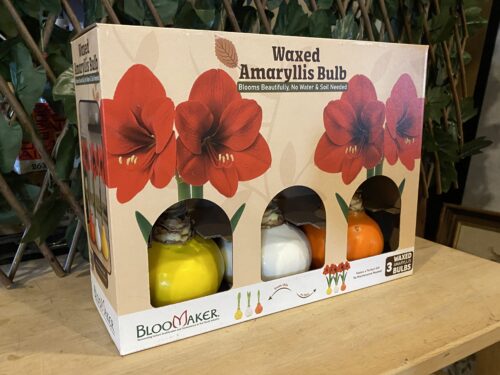 BLOOMAKER Waxed Amaryllis Bulbs, Set of 3
