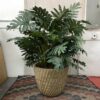 Large Faux Philodendron Plant w/ Textured Pot