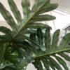 Large Faux Philodendron Plant w/ Textured Pot