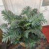 Large Faux Philodendron Plant w/ Textured Pot