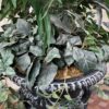 Faux Plant w/ Ornate Black Vase