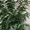 Faux Plant w/ Ornate Black Vase