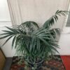 Faux Plant w/ Ornate Black Vase
