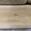 CRATE AND BARREL Velvet Tan L-Shape Sectional