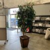 Large Faux Plant w/ Fish Scale Pot