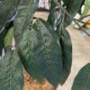 Large Faux Plant w/ Fish Scale Pot