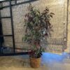 Tall 2-Tone Faux Tree in Woven Backet