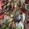 Tall 2-Tone Faux Tree in Woven Backet
