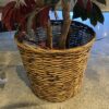 Tall 2-Tone Faux Tree in Woven Backet
