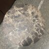 NEW! RESTORATION HARDWARE Cellini Round Side Table