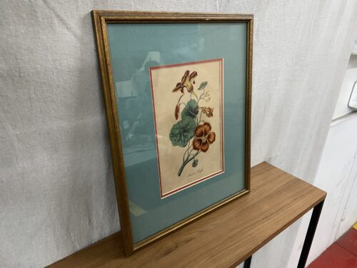 Botanical Illustration of an Indian Cress