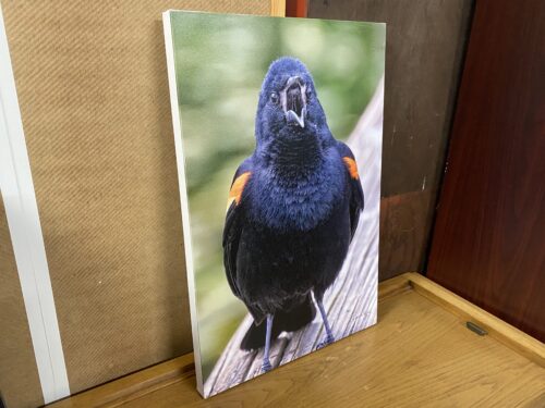 Photograph of Bird By Phyllis McDaniel