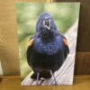 Photograph of Bird By Phyllis McDaniel