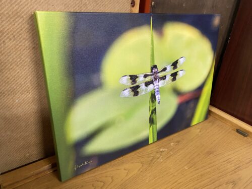 Photograph of Dragonfly By Phyllis McDaniel