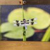 Photograph of Dragonfly By Phyllis McDaniel
